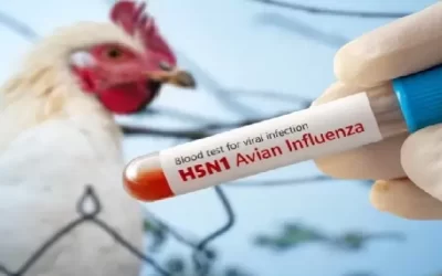 H5N1禽流感連環爆！會不會人傳人？專家解析新型「A型流感」6大警訊