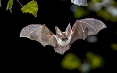 立百病毒致死率75%恐全球大流行 專家驚曝:台灣是高風險區