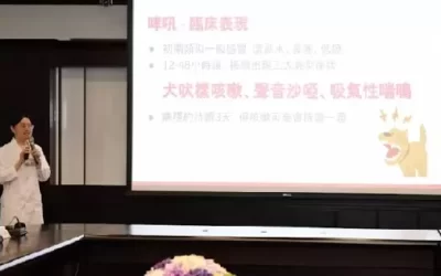 主流變異株易感染上呼吸道 新冠確診 女童咳嗽沙啞聲似狗叫
