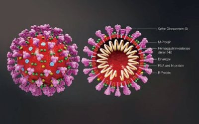 你真的了解COVID-19嗎? 用掃描式電子顯微鏡(SEM)帶你瞭解新冠病毒與防疫
