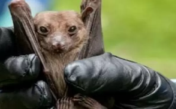 死亡率高達75%! 雲南蝙蝠發現人畜共通致命病毒