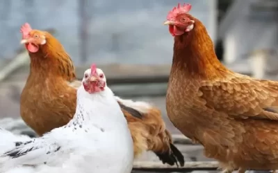 研究揭示H5N8禽流感病毒突變可能增強感染哺乳動物潛力