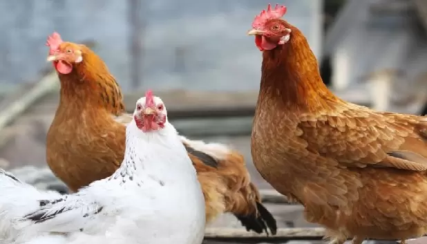 研究揭示H5N8禽流感病毒突變可能增強感染哺乳動物潛力