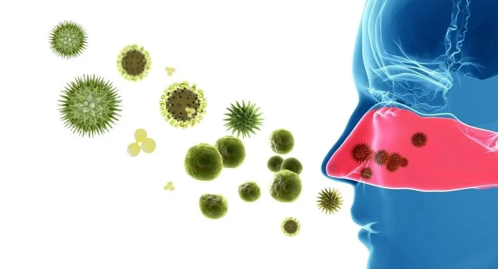 鼻腔免疫細胞研究揭示流感病毒防治新方向